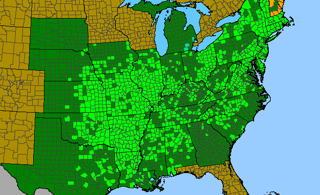 The native range of Acalypha virginica